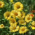 Gaillardia aristata 'Aurea Pura' Yellow Blanket Flower Seeds (25) - Perennial, Drought-Tolerant