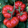 Delicious Tomato Seeds - Heirloom Beefsteak (30 Seeds) Indeterminate, Large & Juicy for Slicing
