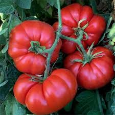 Delicious Tomato Seeds - Heirloom Beefsteak (30 Seeds) Indeterminate, Large & Juicy for Slicing