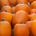 Jack O Lantern Pumpkin Seeds - Heirloom, Non-GMO, 105 Days to Maturity