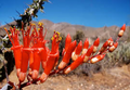 Ocotillo Cutting Fouquieria splendens (4-6") - Desert Shrub, Drought-Tolerant Starter