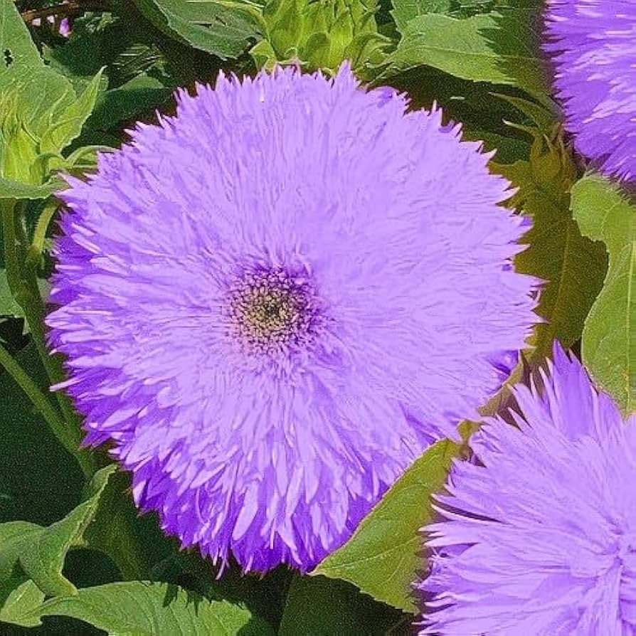 Purple Giant Teddy Bear Sunflower Seeds - 50 Seeds | Fluffy Double Blooms