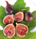 Dark Portuguese Fig Cutting – 6+" Unrooted Scion with 3 Nodes for Grafting & Propagation