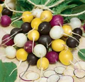 Halloween Mix Radish Seeds - 500 Count Heirloom Blend, Fast-Growing