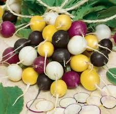 Halloween Mix Radish Seeds - 500 Count Heirloom Blend, Fast-Growing
