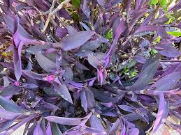 12 Live Purple Heart Plant Cuttings (Tradescantia pallida) – Wandering Jew, Purple Foliage