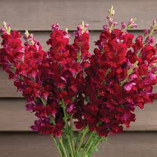 Costa Velvet I–II Snapdragon Seeds (Antirrhinum majus) – 1000+ Deep Velvet Red Seeds
