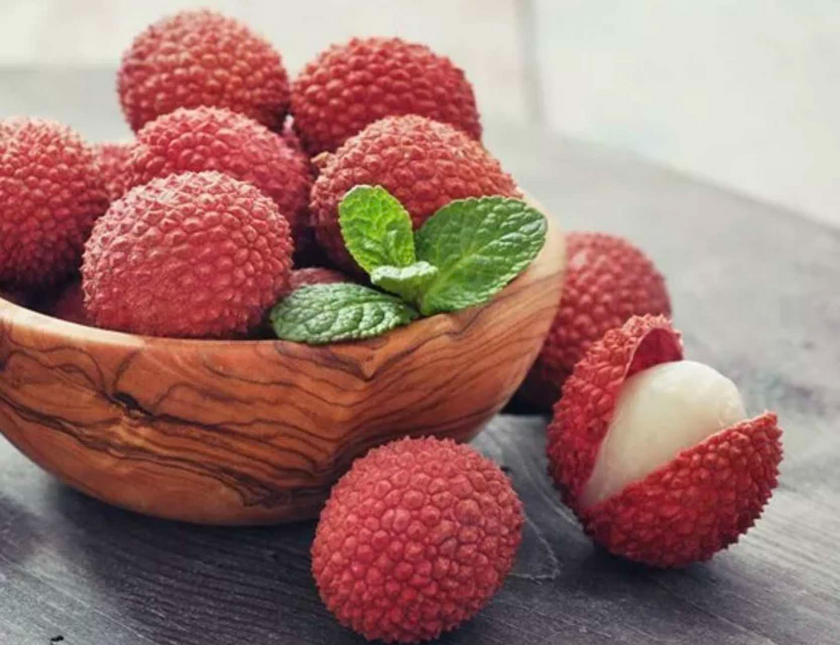 Lychee Tree (Litchi chinensis) Rooted Cutting 12–24" Starter Plant