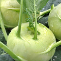 White Vienna Kohlrabi Seeds - Brassica oleracea | Heirloom, Non-GMO, 250 Seeds