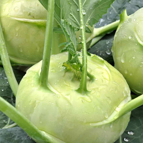 White Vienna Kohlrabi Seeds - Brassica oleracea | Heirloom, Non-GMO, 250 Seeds