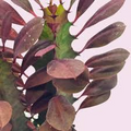 African Milk Tree Euphorbia trigona 4–8" Rooted Cutting - Low-Maintenance Succulent