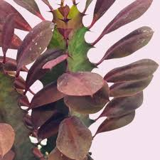 African Milk Tree Euphorbia trigona 4–8" Rooted Cutting - Low-Maintenance Succulent