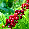 Coffea arabica Seeds - 10 Exotic Arabian Coffee Plant Seeds
