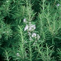 Organic Rosemary Herb Live Plant - Bare Rooted Starter Plant
