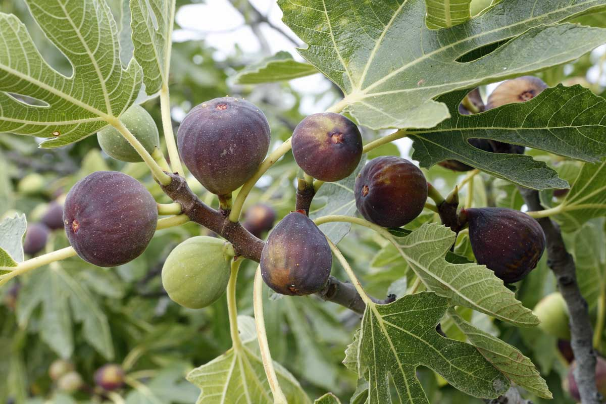 Olympian Fig Seeds – 100+ Heirloom Ficus carica Seeds, Purple Skin, Honey-Amber Flesh, Cold-Hardy (Zones 6-10)