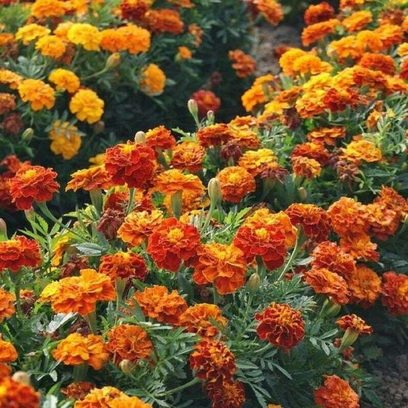 Sparky Mixture French Marigold Seeds - 500mg, Orange/Red/Gold Bicolor