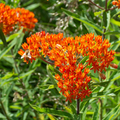 Asclepias tuberosa Butterfly Weed - 10 Bare Root Perennials (Monarch Host, Pollinator-Friendly)