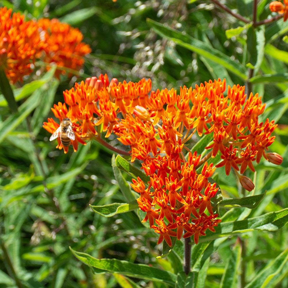 Asclepias tuberosa Butterfly Weed - 10 Bare Root Perennials (Monarch Host, Pollinator-Friendly)