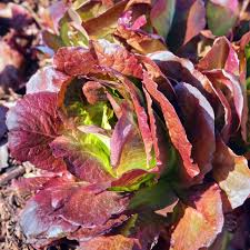 Red Romaine Lettuce Seeds - 1g, Lactuca sativa, Heirloom, Non-GMO