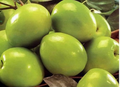 Taiwan Green Jujube Unrooted Cuttings (4x, 10"), Grafting Stock, 19 Brix