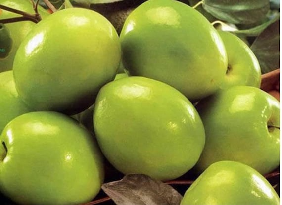 Taiwan Green Jujube Unrooted Cuttings (4x, 10"), Grafting Stock, 19 Brix