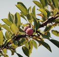 Japanese Ume Plum Cuttings (2) – Unrooted, Fragrant Winter Flowers, Edible Fruits