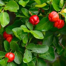 Acerola Barbados Cherry Plant (Malpighia emarginata) - Starter Plant, Vitamin C Fruit, Evergreen Shrub, Zones 9-12