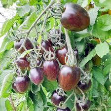 Brad's Atomic Grape Tomato Seeds - Rare Heirloom, Non-GMO, 10 Seeds
