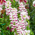 Antirrhinum majus Maryland Plumblossom Snapdragon Seeds - 1000+ Bi-Color Bloom Seeds