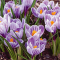 Crocus Purple, Blue, White Striped Mix - 5 Flower Bulbs | Cold Hardy Perennial