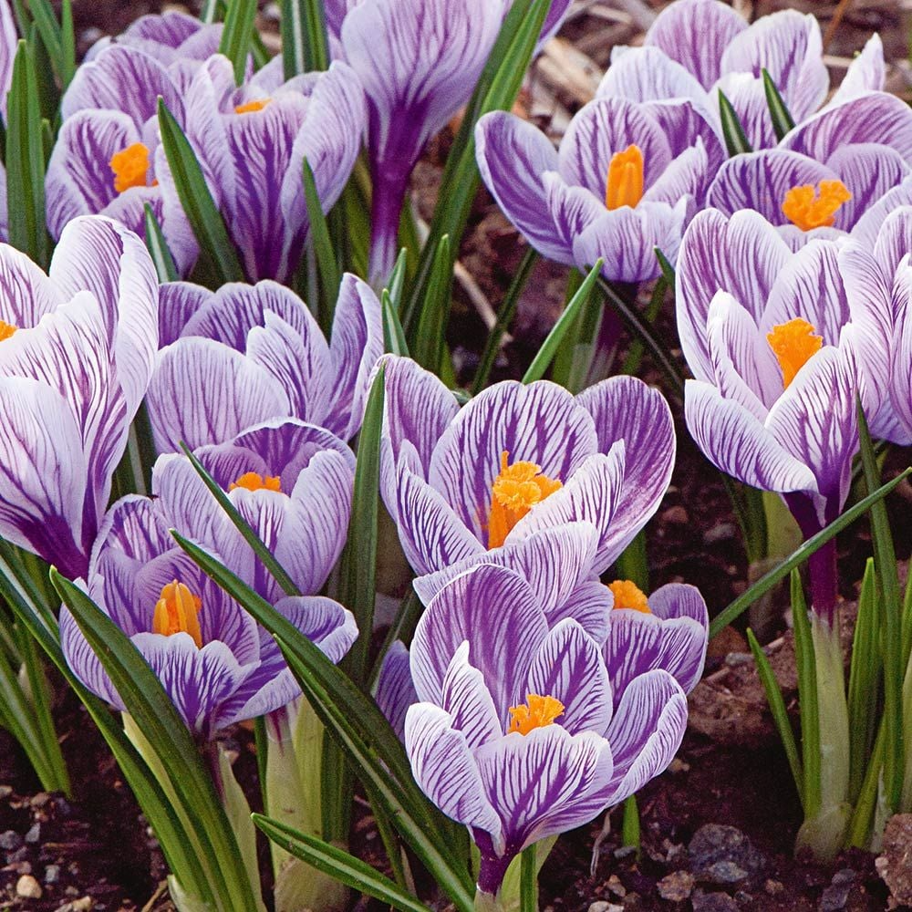 Crocus Purple, Blue, White Striped Mix - 5 Flower Bulbs | Cold Hardy Perennial