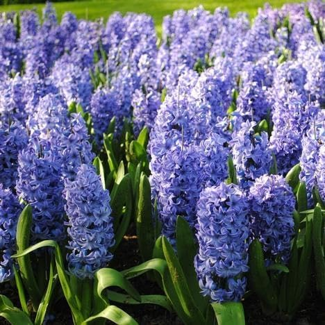 Hyacinthus orientalis ‘Delft Blue’ - 2 Delft Blue Hyacinth Bulbs, 6", Fragrant Spring Bloom