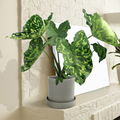 Alocasia Hilo Beauty Starter Plant (1'-2') | Tropical Indoor/Outdoor Alocasia