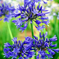 Agapanthus Peter Pan Seeds - 25 Dwarf Blue Lily of the Nile Seeds (Agapanthus africanus) Zone 8-11