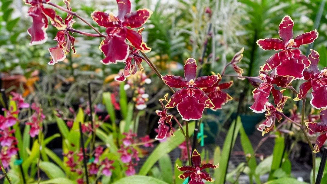 Odonticidium Wildcat 'Bobcat' Orchid Starter Plant in 3" Pot