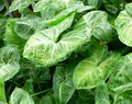Syngonium Podophyllum Cuttings - White Butterfly Arrowhead Vine (4 Cuttings) 5"+ Tall