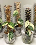 Scindapsus Mayari Rooted Cutting (1-2 Leaves) - Highly Variegated Rare Cultivar