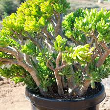 Crassula Ovata 'Green Jade' Bare Root 4-6" Plant | Money Tree Succulent, Bonsai-ready