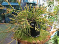 Rhipsalis ewaldiana - Rare Mistletoe Cactus Starter Plant in 3.25" Pot