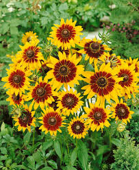 Gloriosa Daisy Seeds - Rudbeckia hirta | Bi-Colored Yellow & Red Blooms, Drought-Tolerant, 500-10,000 Seeds