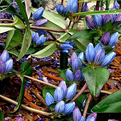 Gentiana Andrewsii (Bottle Gentian) Seeds - 750 Seeds for Native Blue Wildflower