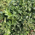 Chinese Celery Kintsai Dark Green Seeds | Apium graveolens var. secalinum - 1,500 seeds