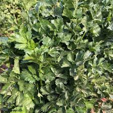 Chinese Celery Kintsai Dark Green Seeds | Apium graveolens var. secalinum - 1,500 seeds