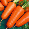 Chantenay Red Cored Carrot Seeds - Daucus carota, Heirloom, 1g (600 seeds) - Organic, Easy to Grow