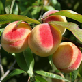 Prunus Persica California Peach Cuttings - 7 Live 6" Cuttings, Edible Peaches, Organic