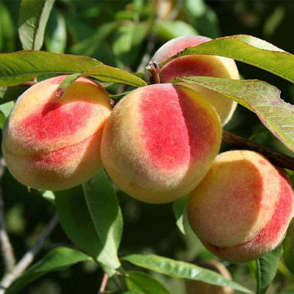 Prunus Persica California Peach Cuttings - 7 Live 6" Cuttings, Edible Peaches, Organic
