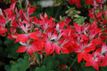 Geranium Pelargonium 'Fireworks Red' - 3 Live 6" Unrooted Cuttings