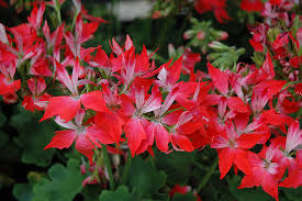 Geranium Pelargonium 'Fireworks Red' - 3 Live 6" Unrooted Cuttings