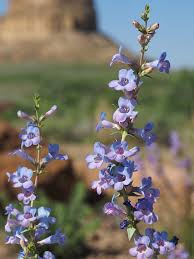 Penstemon Angustifolius Seeds | Narrowleaf Penstemon - Drought-Tolerant Native Wildflower (100 mg)
