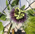 Red Passion Fruit Starter Plant (Passiflora edulis) 1'-2' Live Vine